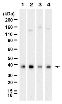 Anti-CD24 Antibody, clone 3N22 ZooMAb&#174; Rabbit Monoclonal recombinant, expressed in HEK 293 cells