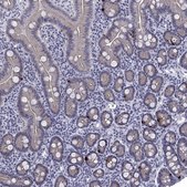Anti-HTR4 antibody produced in rabbit Prestige Antibodies&#174; Powered by Atlas Antibodies, affinity isolated antibody, buffered aqueous glycerol solution