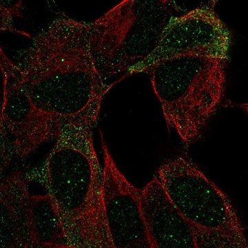 Anti-NCAM2 antibody produced in rabbit Prestige Antibodies&#174; Powered by Atlas Antibodies, affinity isolated antibody