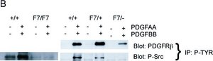 Anti-Phosphotyrosine Antibody, clone 4G10&#174; clone 4G10®, Upstate&#174;, from mouse