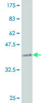 ANTI-SMAD1 antibody produced in mouse clone 3G4, purified immunoglobulin, buffered aqueous solution