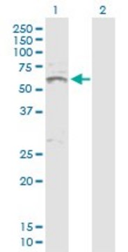 Anti-INHBA antibody produced in rabbit purified immunoglobulin, buffered aqueous solution