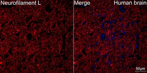 Anti-Neurofilament L Antibody, clone 3L9Y10, Rabbit Monoclonal