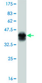 Monoclonal Anti-TYK2 antibody produced in mouse clone 6G12, purified immunoglobulin, buffered aqueous solution