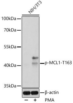 Anti-Phospho-MCL1-T163 antibody produced in rabbit