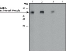 Monoclonal Anti-Actin, &#945;-Smooth Muscle - Peroxidase antibody produced in mouse clone 1A4, purified from hybridoma cell culture