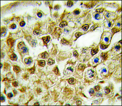 Anti-PARP12 (N-term) antibody produced in rabbit saturated ammonium sulfate (SAS) precipitated, buffered aqueous solution