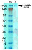 Monoclonal Anti-Mglur1/5 - Atto 594 antibody produced in mouse clone S75-33, purified immunoglobulin