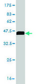 Monoclonal Anti-STXBP1 antibody produced in mouse clone 6D1, purified immunoglobulin, buffered aqueous solution