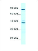 Anti-TBX5 (AB1) antibody produced in rabbit affinity isolated antibody
