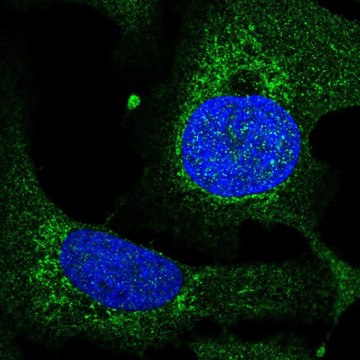 Anti-TEFM antibody produced in rabbit Prestige Antibodies&#174; Powered by Atlas Antibodies, affinity isolated antibody