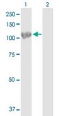 Anti-HSPA4 antibody produced in mouse purified immunoglobulin, buffered aqueous solution