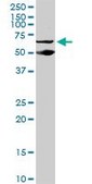 Monoclonal Anti-PSIP1 antibody produced in mouse clone 1C4, purified immunoglobulin, buffered aqueous solution