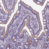 Anti-SELENOT antibody produced in rabbit Prestige Antibodies&#174; Powered by Atlas Antibodies, affinity isolated antibody, buffered aqueous glycerol solution