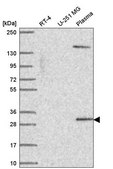 Anti-SCML1 antibody produced in rabbit Prestige Antibodies&#174; Powered by Atlas Antibodies, affinity isolated antibody
