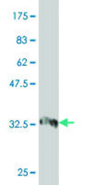 Monoclonal Anti-PRDM4 antibody produced in mouse clone 4H7, purified immunoglobulin, buffered aqueous solution