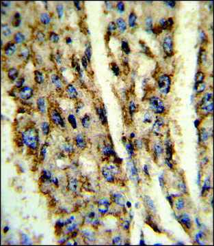 ANTI-DIO3 (C-TERM) antibody produced in rabbit IgG fraction of antiserum, buffered aqueous solution