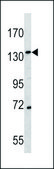 ANTI-CD163 (N-TERM) antibody produced in rabbit IgG fraction of antiserum, buffered aqueous solution