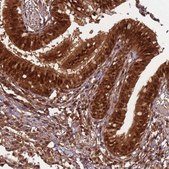 Anti-PGLS antibody produced in rabbit Prestige Antibodies&#174; Powered by Atlas Antibodies, affinity isolated antibody, buffered aqueous glycerol solution