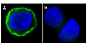 Anti-phospho-EGFR (Tyr1173) Antibody, clone 9H2, Alexa Fluor&#8482; 488 clone 9H2, Upstate&#174;, from mouse