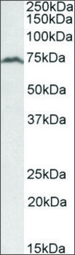 Anti-RFX5 antibody produced in goat affinity isolated antibody, buffered aqueous solution