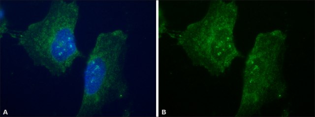 Anti-Dopamine Transporter (N-terminal) antibody produced in rabbit ~1.0&#160;mg/mL, affinity isolated antibody, buffered aqueous solution