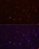 Anti-AIF1/IBA1 Antibody, clone 4S8I1, Rabbit Monoclonal