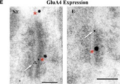 Anti-Glutamate Receptor 4 Antibody Chemicon&#174;, from rabbit