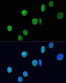Anti- Lamin A/C antibody produced in rabbit