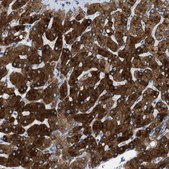 Anti-ASGR1 antibody produced in rabbit Prestige Antibodies&#174; Powered by Atlas Antibodies, affinity isolated antibody, buffered aqueous glycerol solution