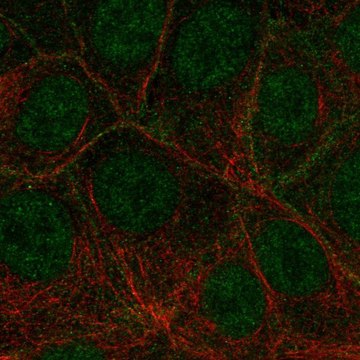 Anti-FLT4 antibody produced in rabbit Prestige Antibodies&#174; Powered by Atlas Antibodies, affinity isolated antibody