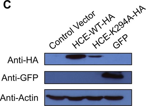 Anti-Green Fluorescent Protein (GFP) antibody, Mouse monoclonal clone GSN149, purified from hybridoma cell culture