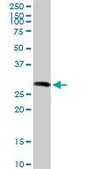 Anti-SGCG antibody produced in rabbit purified immunoglobulin, buffered aqueous solution