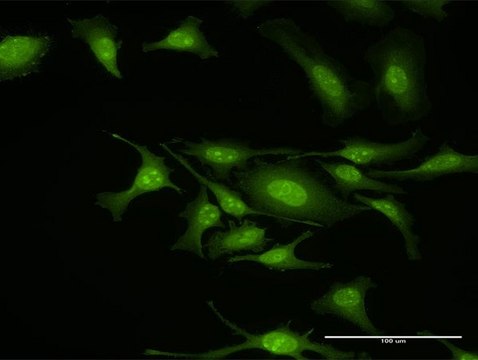 Anti-GIT2 antibody produced in rabbit purified immunoglobulin, buffered aqueous solution