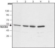 Anti-NUCB2 (N-terminal) antibody produced in rabbit ~1.5&#160;mg/mL, affinity isolated antibody, buffered aqueous solution