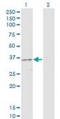 Monoclonal Anti-PRKAG2 antibody produced in mouse clone 3C4, purified immunoglobulin, buffered aqueous solution