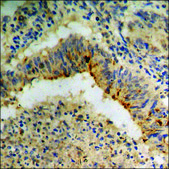 Anti-phospho-DNA-PK (pSer2056) antibody produced in rabbit affinity isolated antibody