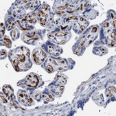 Anti-IDO1 antibody produced in rabbit affinity isolated antibody, buffered aqueous glycerol solution, Ab2