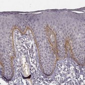 Monoclonal Anti-LAMC2 antibody produced in mouse Prestige Antibodies&#174; Powered by Atlas Antibodies, clone CL2980, purified immunoglobulin, buffered aqueous glycerol solution