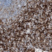 Anti-TBXAS1 antibody produced in rabbit Prestige Antibodies&#174; Powered by Atlas Antibodies, affinity isolated antibody, buffered aqueous glycerol solution