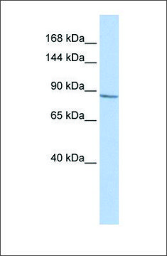 Anti-KCNB1 antibody produced in rabbit affinity isolated antibody