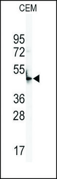 Anti-BPIL3 (N-term) antibody produced in rabbit saturated ammonium sulfate (SAS) precipitated, buffered aqueous solution