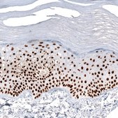 Monoclonal Anti-GRHL2 antibody produced in mouse Prestige Antibodies&#174; Powered by Atlas Antibodies, clone CL3760, purified immunoglobulin, buffered aqueous glycerol solution