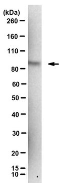 Anti-phospho EZH2 (Thr345)
