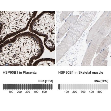 Anti-HSP90B1 antibody produced in rabbit Prestige Antibodies&#174; Powered by Atlas Antibodies, affinity isolated antibody, buffered aqueous glycerol solution