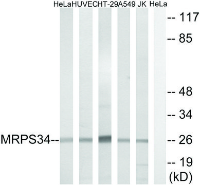 Anti-MRPS34, antibody produced in rabbit affinity isolated antibody