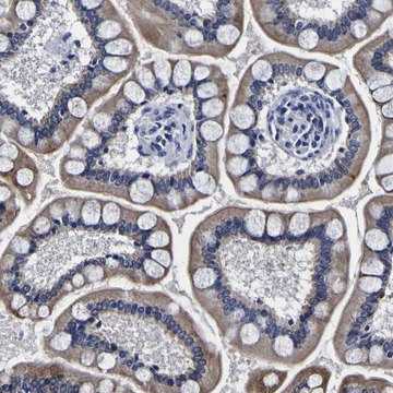Anti-PDLIM4 antibody produced in rabbit Prestige Antibodies&#174; Powered by Atlas Antibodies, affinity isolated antibody, buffered aqueous glycerol solution