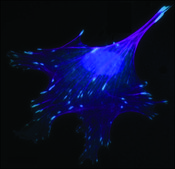 Monoclonal Anti-Vinculin antibody produced in mouse clone VIN-11-5, ascites fluid