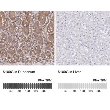 Anti-S100G antibody produced in rabbit Prestige Antibodies&#174; Powered by Atlas Antibodies, affinity isolated antibody, buffered aqueous glycerol solution
