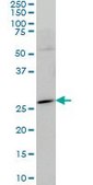 Monoclonal Anti-HES1 antibody produced in mouse clone 4D9, purified immunoglobulin, buffered aqueous solution